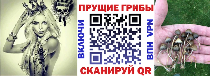 Купить где  Изобильный  Галлюциногенные грибы GOLDEN TEACHER 